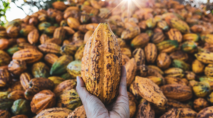 En Guatemala hay 7 mil 500 hectáreas establecidas: 61% en producción de cacao y el 29% restante está en desarrollo, de acuerdo con datos oficiales del MAGA.