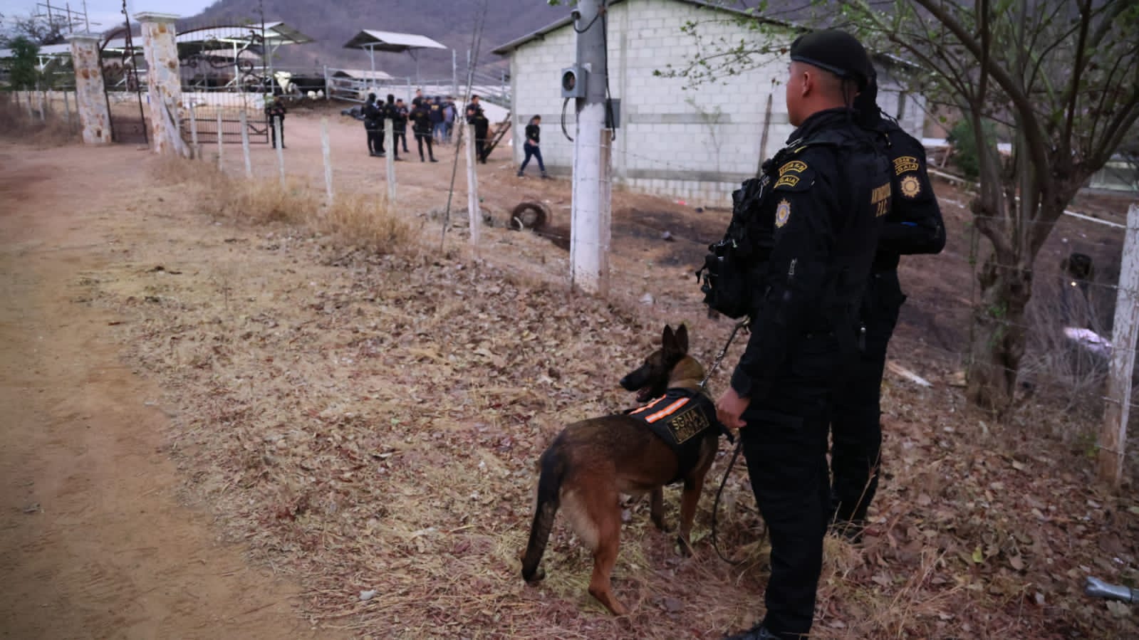 En los operativos también participaron perros de la Unidad Canina de la Policía Nacional Civil, asignados a la Subdirección General de Análisis de Información Antinarcótica. (Foto Prensa Libre: PNC)'
