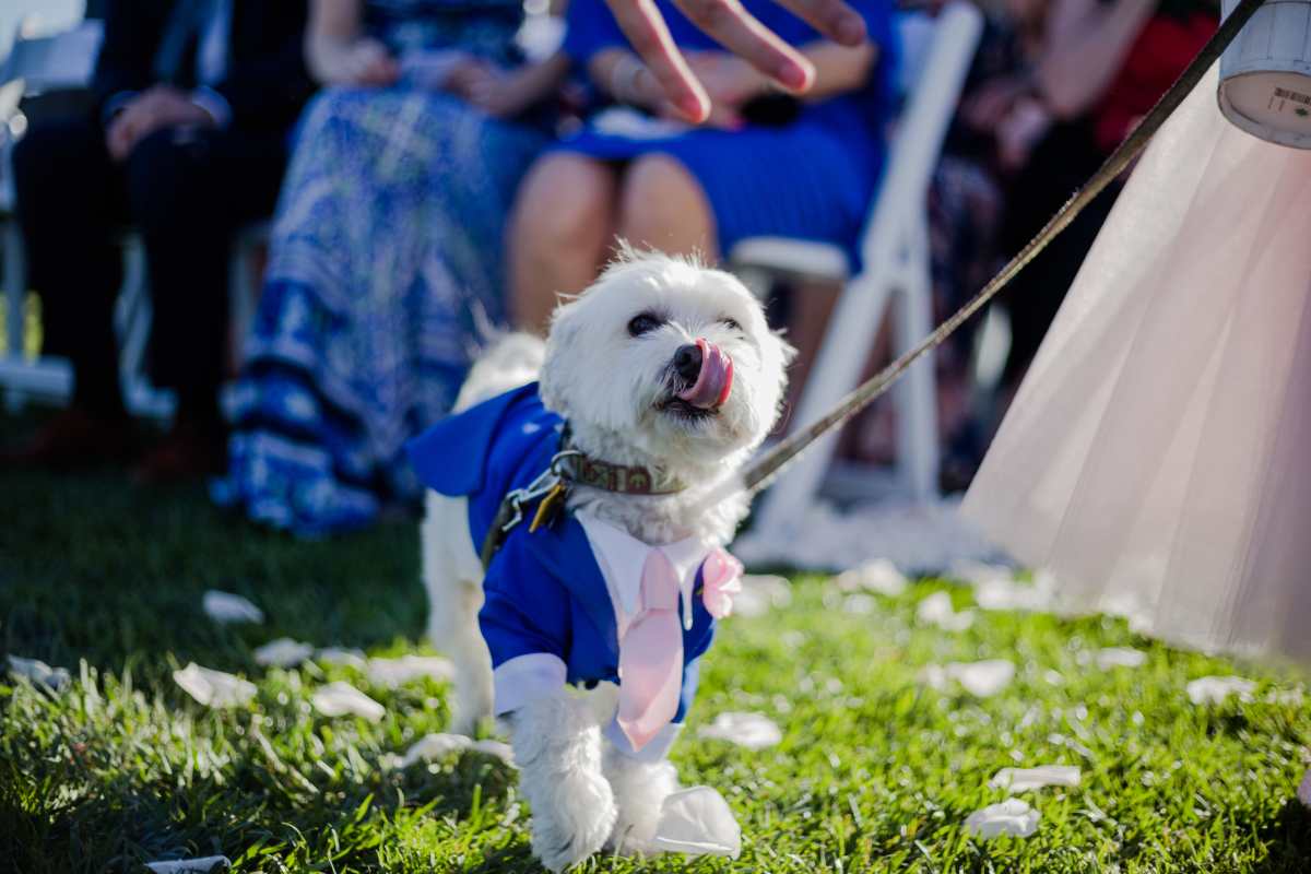 Fiestas caninas: desde celebraciones de cumpleaños hasta perros que se casan