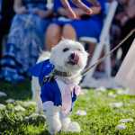 Fiestas caninas: desde celebraciones de cumpleaños hasta perros que se casan