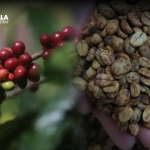 El café es uno de los granos producidos en Guatemala que deben ser parte del Pacto Verde a partir del 2025. (Foto Prensa Libre: Carlos Hernández)