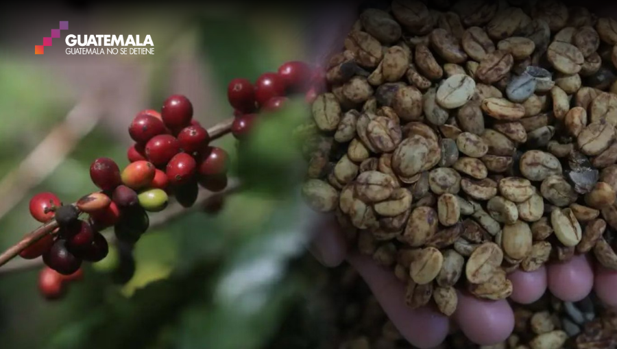 El café es uno de los granos producidos en Guatemala que deben ser parte del Pacto Verde a partir del 2025. (Foto Prensa Libre: Carlos Hernández)