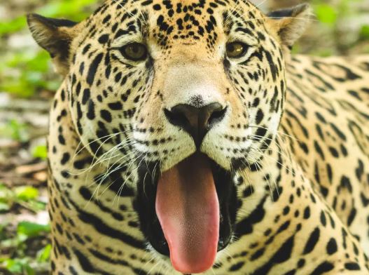 Jaguar en Guatemala