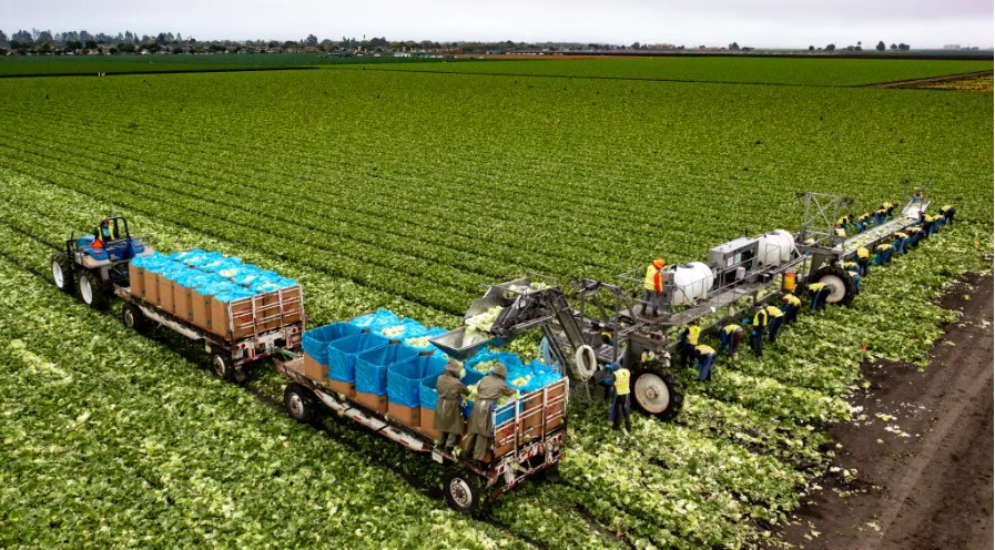 Granja Automated Harvesting en Salinas, California, que recibe a trabajadores migrantes. (Foto Prensa Libre: Cortesía Embajada de EE. UU. en El Salvador)