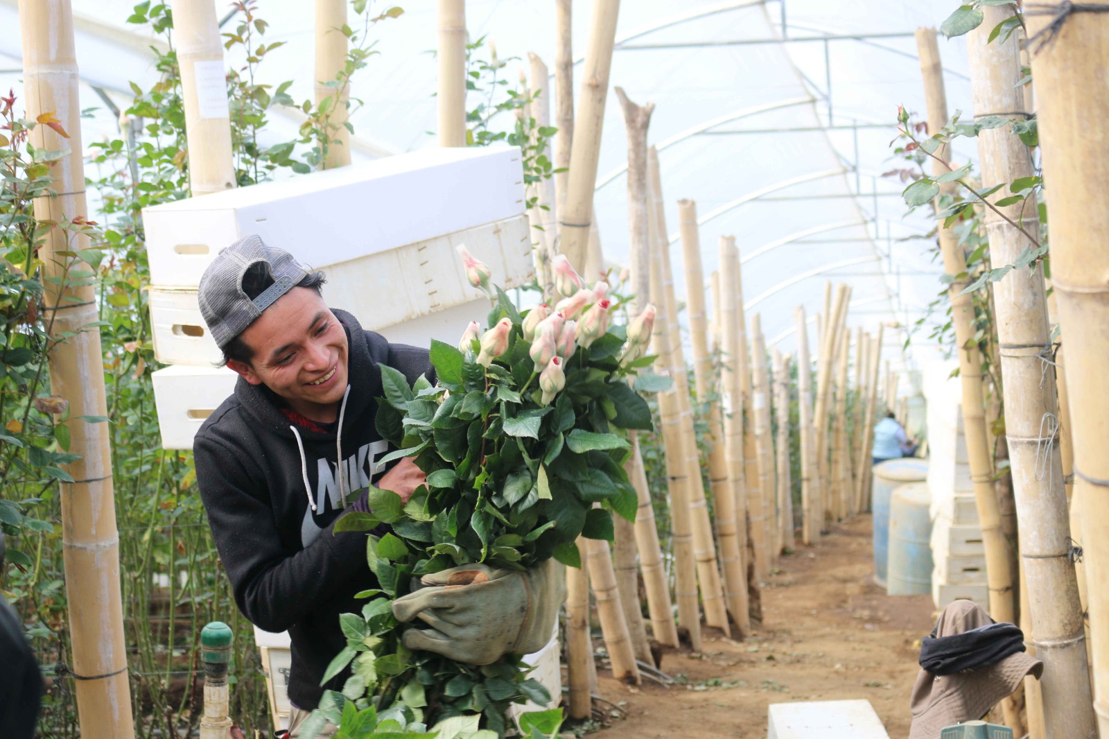 Las rosas de todos los colores cultivadas en Guatemala, son algunas de flores más demandadas en el extranjero.