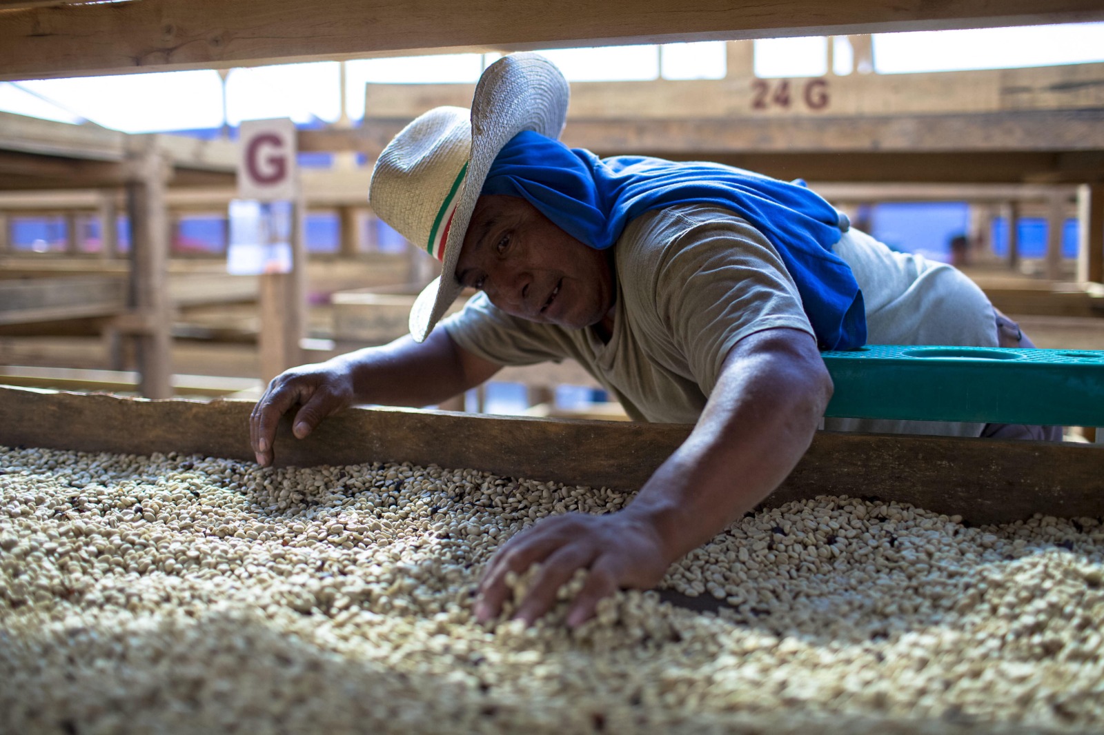 Un hombre separa granos secos de café en un patio de concreto, en una finca. (Foto Prensa Libre: Antonio 