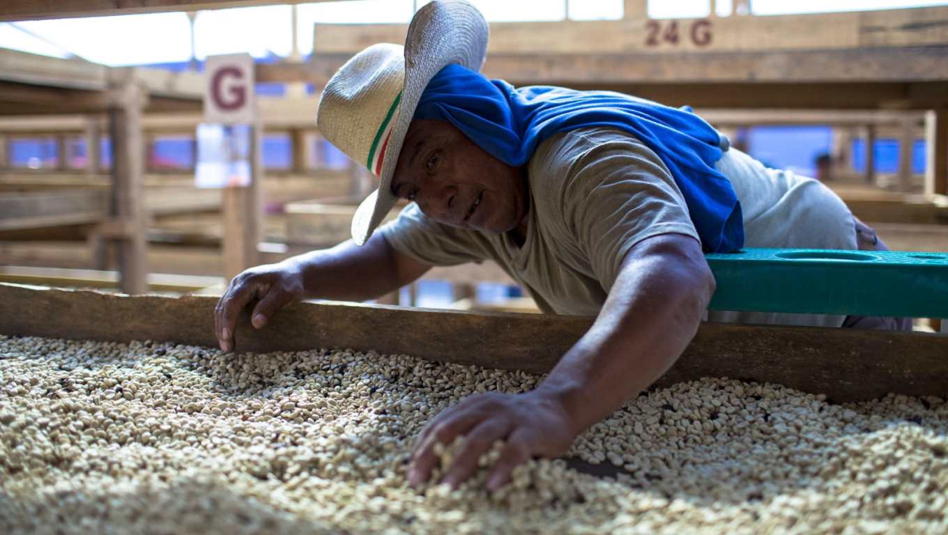 Un hombre separa granos secos de café en un patio de concreto, en una finca. (Foto Prensa Libre: Antonio 
