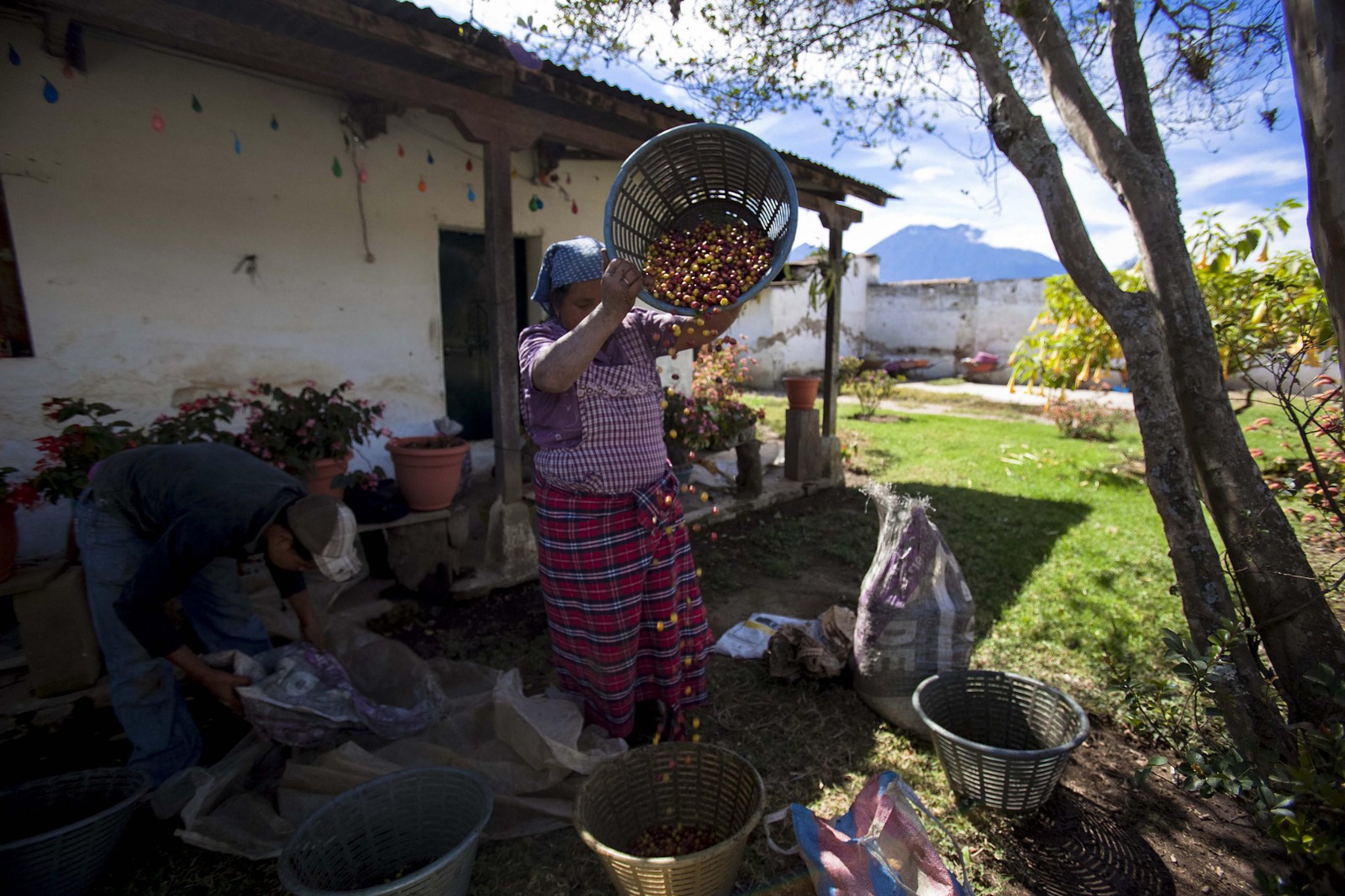 Una mujer separa granos de café de buena o "primera" calidad en una finca. (Foto Prensa Libre: Antonio Jiménez)'