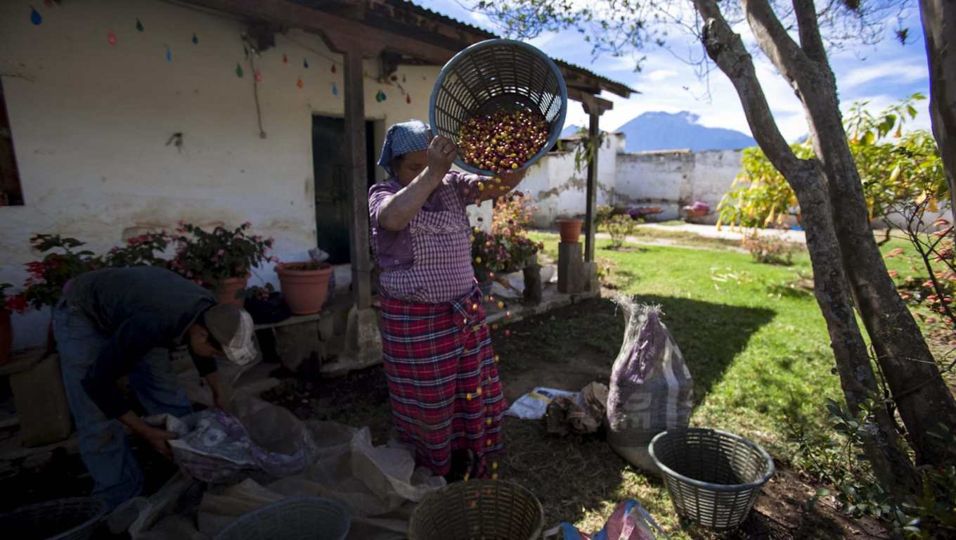 Una mujer separa granos de café de buena o "primera" calidad en una finca. (Foto Prensa Libre: Antonio Jiménez)