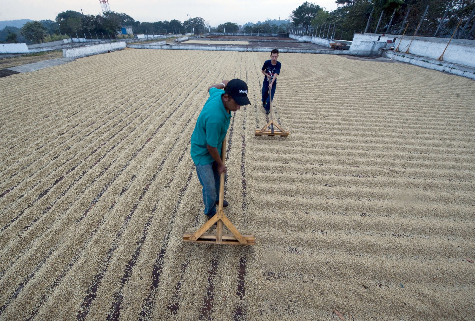 café secado de café'