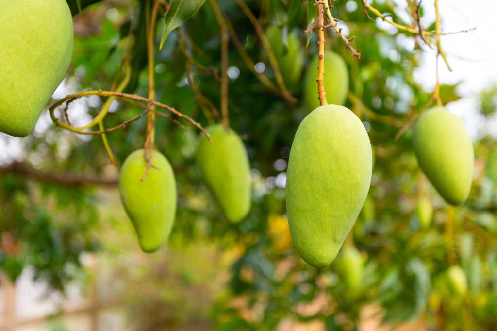 Beneficios de la hoja de mango