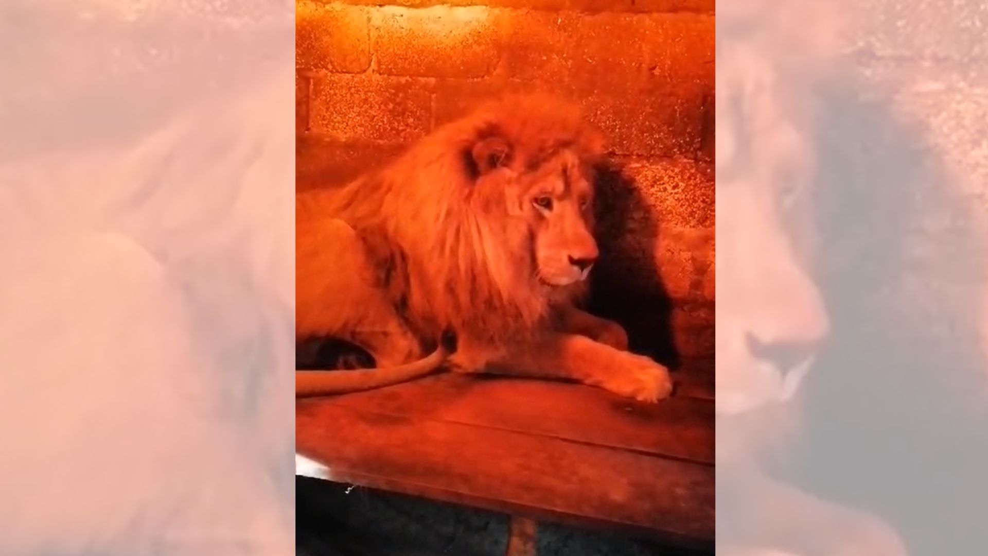 Simba, el león del Zoológico Minerva de Xela, fue sometido a eutanasia por problemas de salud