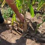 sequía cultivos 1 fenómeno del niño fenómeno de la niña agricultura