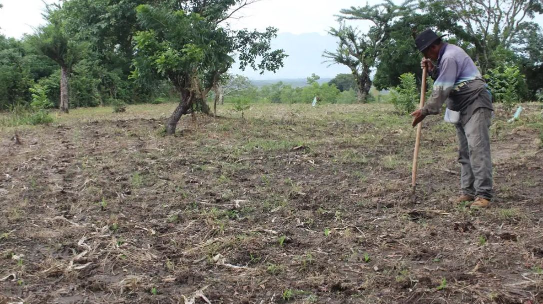 sequía cultivos clima fenómeno del niño agricultura