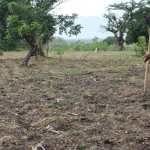 sequía cultivos clima fenómeno del niño agricultura