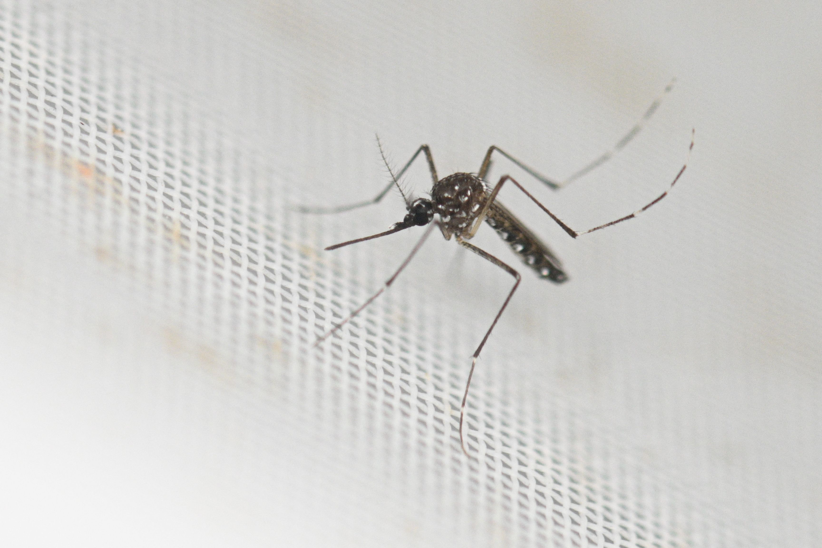 An Aedes aegypti mosquito is pictured at a laboratory of the Center for Parasitological and Vector Studies (CEPAVE) of the national scientific research institute CONICET, in La Plata, Buenos Aires Province, Argentina, on March 26, 2024. Researchers at CONICET are studying the biology, genetic characteristics and behaviour of the Aedes aegypti mosquitoes, transmitter of dengue, zika and chikungunya, and creating biological control strategies as Argentina is facing a significant growing number of dengue cases. (Photo by Luis ROBAYO / AFP)