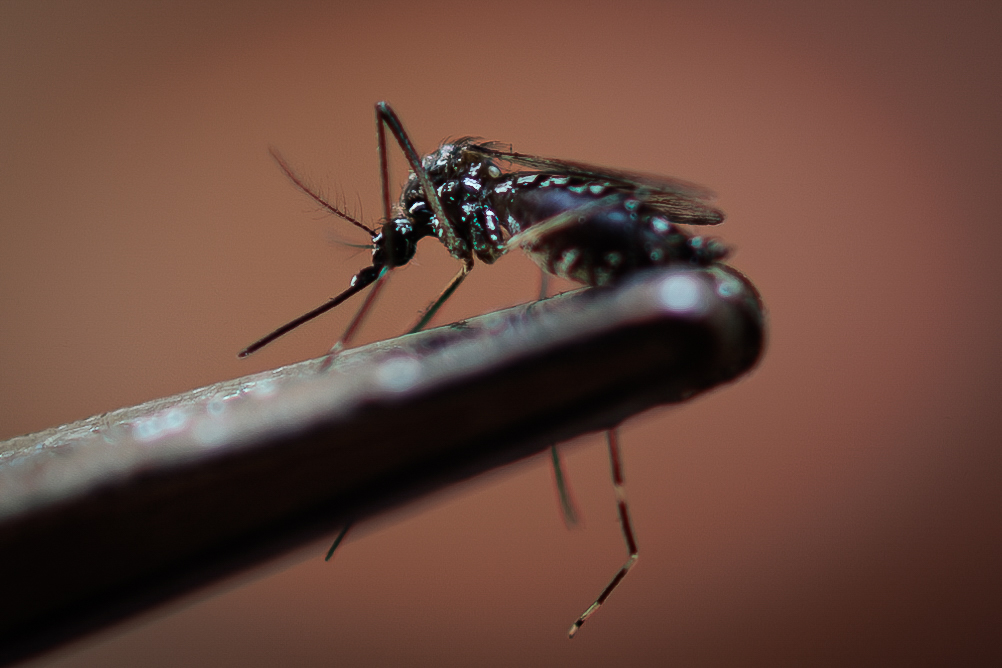 Guatemala en alerta por incremento de casos de Dengue