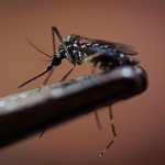 Guatemala en alerta por incremento de casos de Dengue
