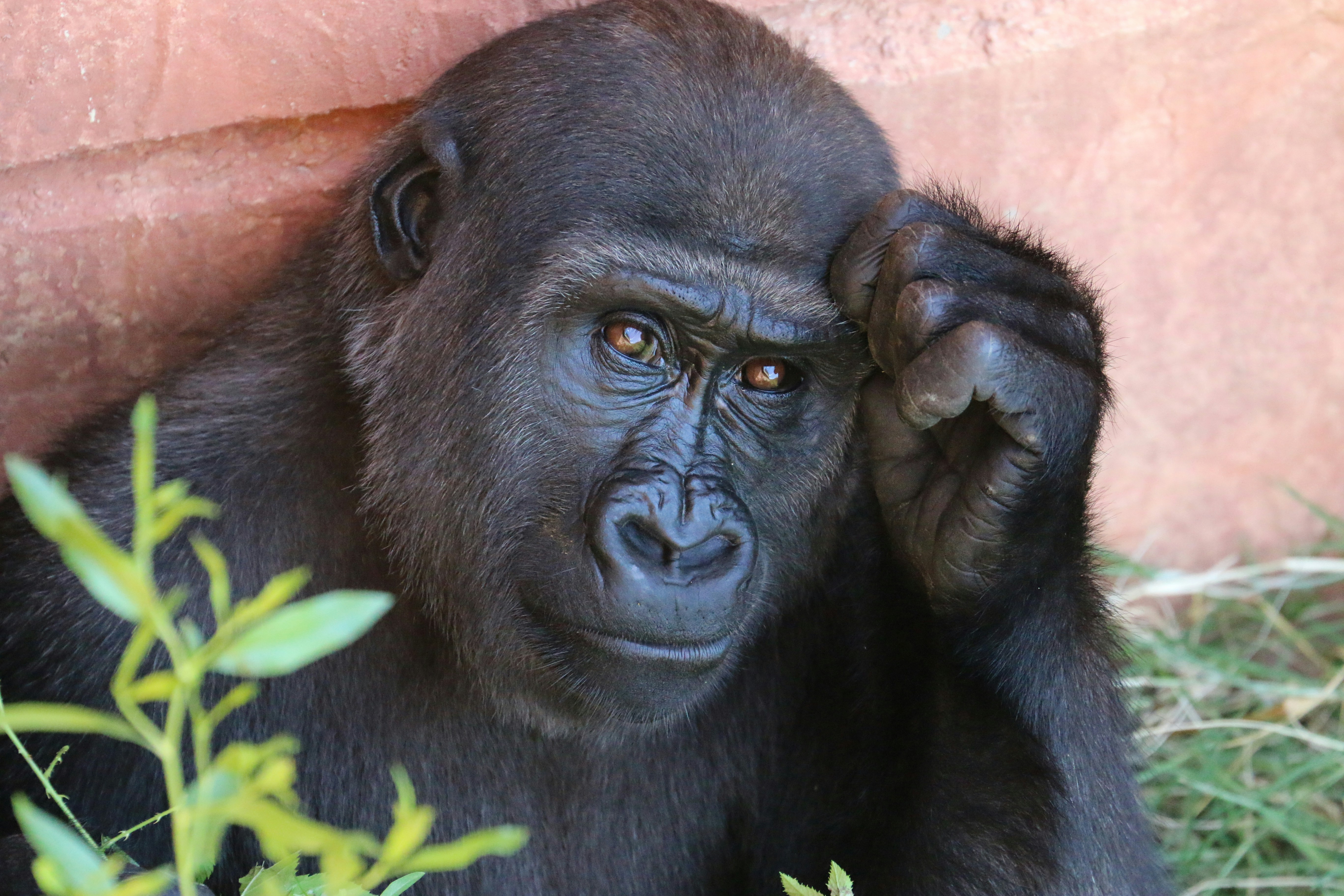 Muere a los 75 años el aclamado primatólogo Frans de Waal