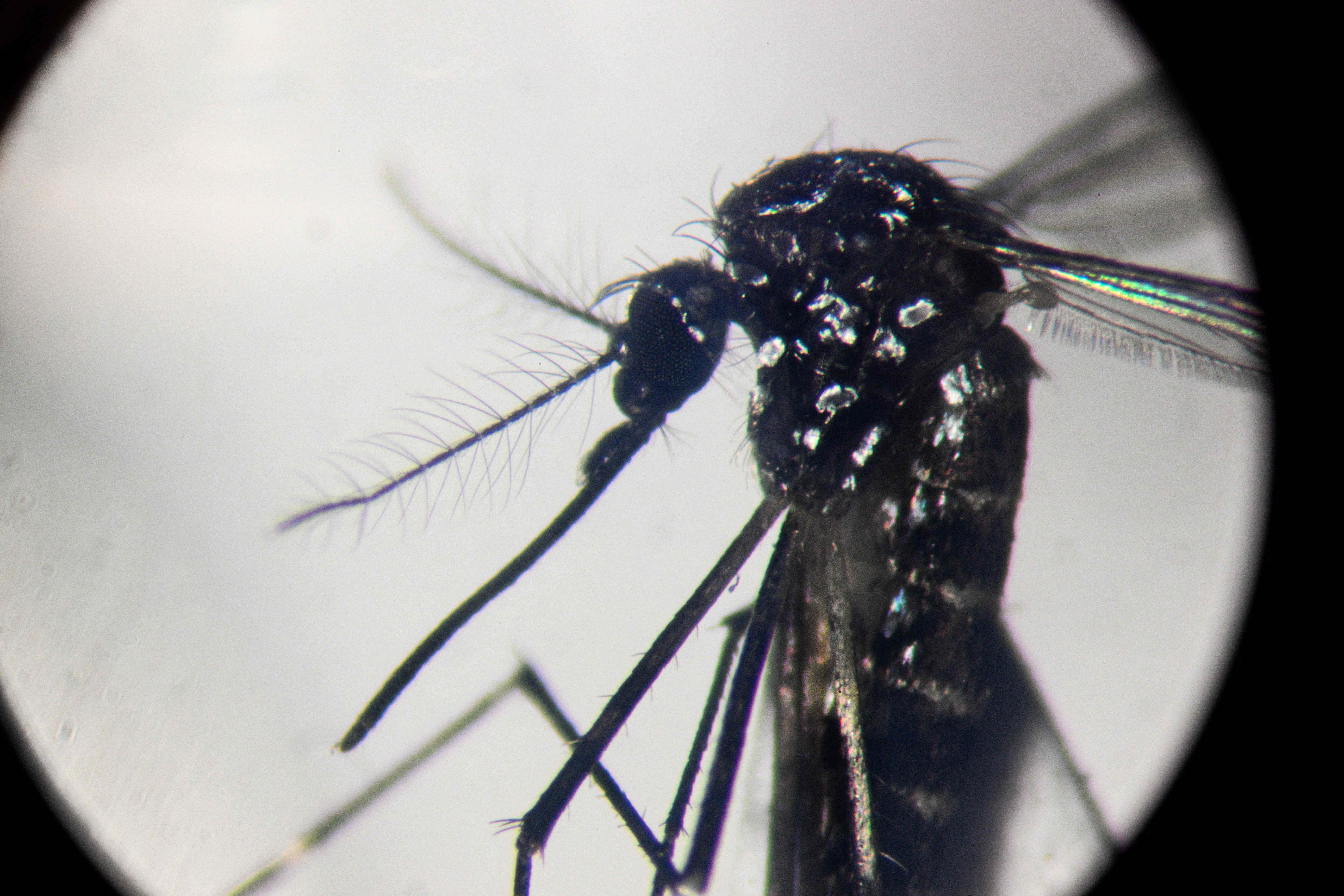 OPS advierte sobre la peor temporada de dengue en países como Guatemala