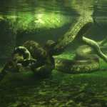 Anaconda en la Amazonía