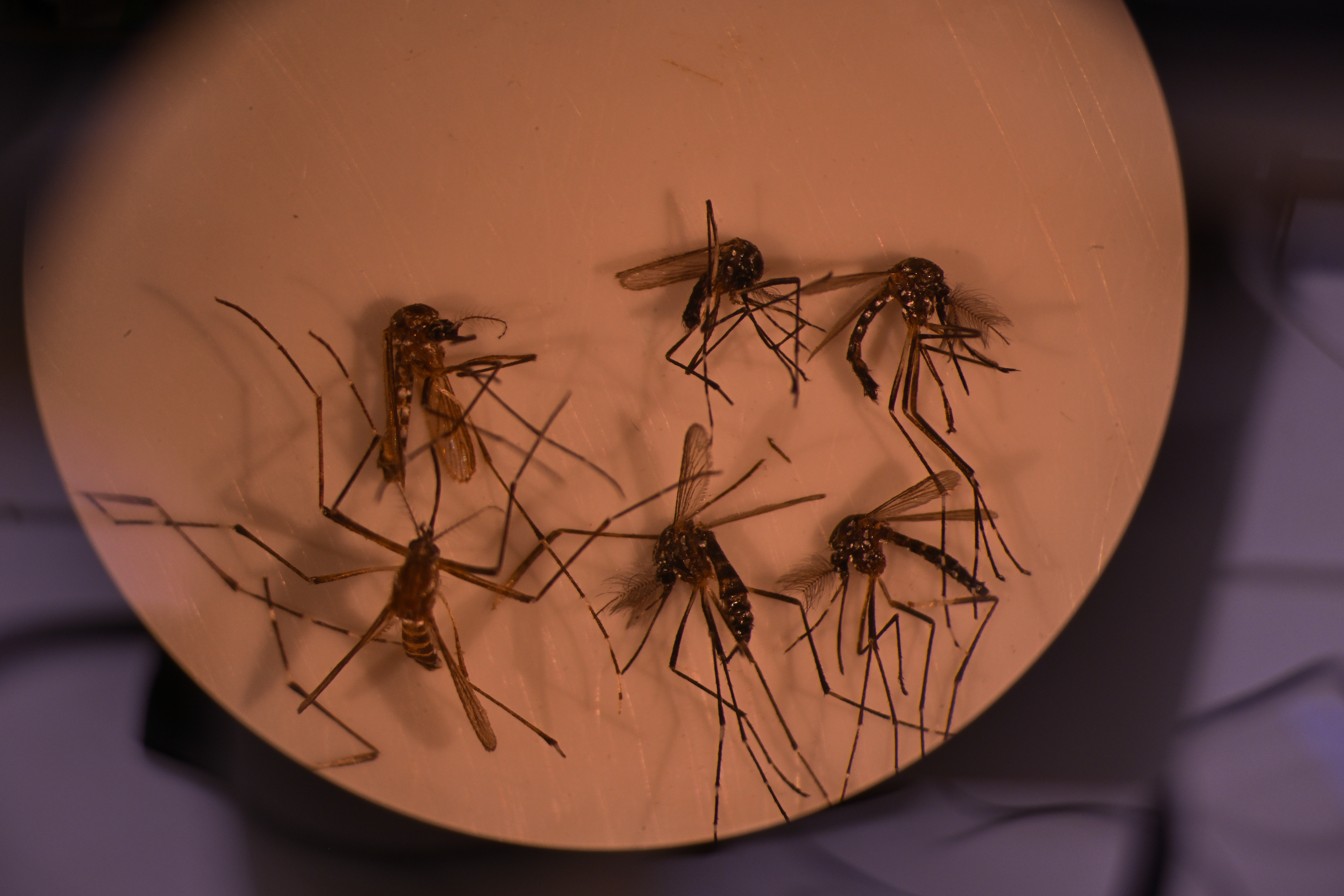 AME6152. Fotografía del mosquito Aedes aegypti, responsable de transmitir el dengue, a través de un microscopio del Laboratorio de Parasitología Médica y Biología de Vectores de la Facultad de Medicina de la Universidad de Brasilia.   (Foto Prensa Libre: EFE)