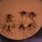 AME6152. Fotografía del mosquito Aedes aegypti, responsable de transmitir el dengue, a través de un microscopio del Laboratorio de Parasitología Médica y Biología de Vectores de la Facultad de Medicina de la Universidad de Brasilia.   (Foto Prensa Libre: EFE)