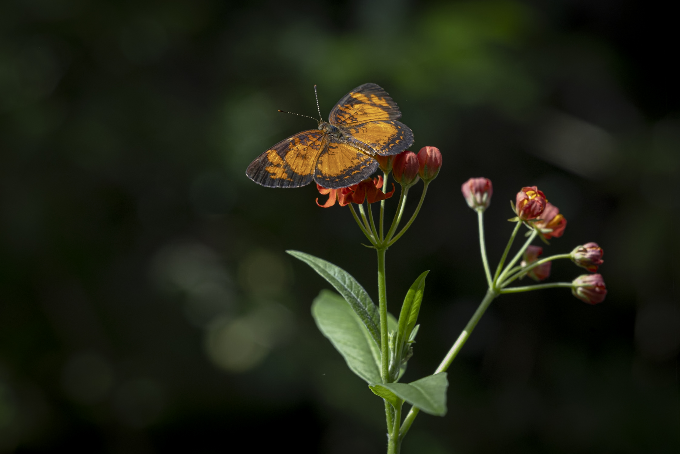AME827. MANAUS (BRASIL), 27/04/2024.- Fotografía de mariposas en un vivero en la selva amazónica de la reserva forestal Adolpho Ducke, el 22 de abril de 2024, en el museo Amazonas situado en la ciudad de Manaus (Brasil). Un museo de la ciudad brasileña de Manaos le ofrece al visitante una completa inmersión en la Amazonía, al permitirle ver, oler, sentir y hasta abrazar parte de la enorme biodiversidad de la mayor selva tropical del mundo. Se trata del Museo de la Amazonía (MUSA), un jardín botánico de 100 hectáreas ubicado dentro de la reserva forestal Adolpho Ducke, uno de los santuarios ambientales más importantes de Brasil y que limita con el casco urbano de Manaos, la mayor ciudad amazónica. EFE/ Isaac Fontana
