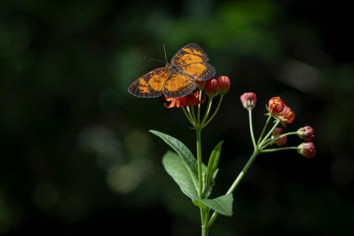 AME827. MANAUS (BRASIL), 27/04/2024.- Fotografía de mariposas en un vivero en la selva amazónica de la reserva forestal Adolpho Ducke, el 22 de abril de 2024, en el museo Amazonas situado en la ciudad de Manaus (Brasil). Un museo de la ciudad brasileña de Manaos le ofrece al visitante una completa inmersión en la Amazonía, al permitirle ver, oler, sentir y hasta abrazar parte de la enorme biodiversidad de la mayor selva tropical del mundo. Se trata del Museo de la Amazonía (MUSA), un jardín botánico de 100 hectáreas ubicado dentro de la reserva forestal Adolpho Ducke, uno de los santuarios ambientales más importantes de Brasil y que limita con el casco urbano de Manaos, la mayor ciudad amazónica. EFE/ Isaac Fontana