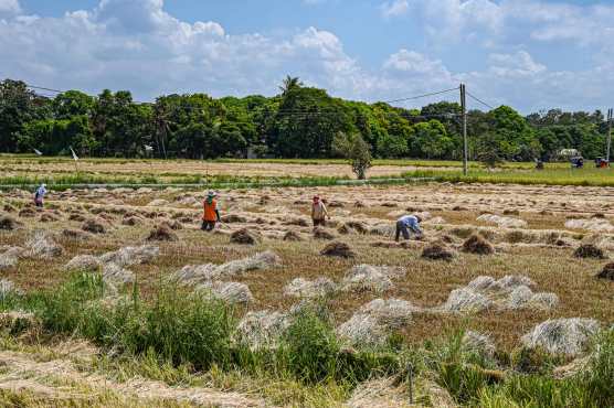 Farmers work in a rice field in Bulacan on April 24, 2024. (Photo by JAM STA ROSA / AFP)