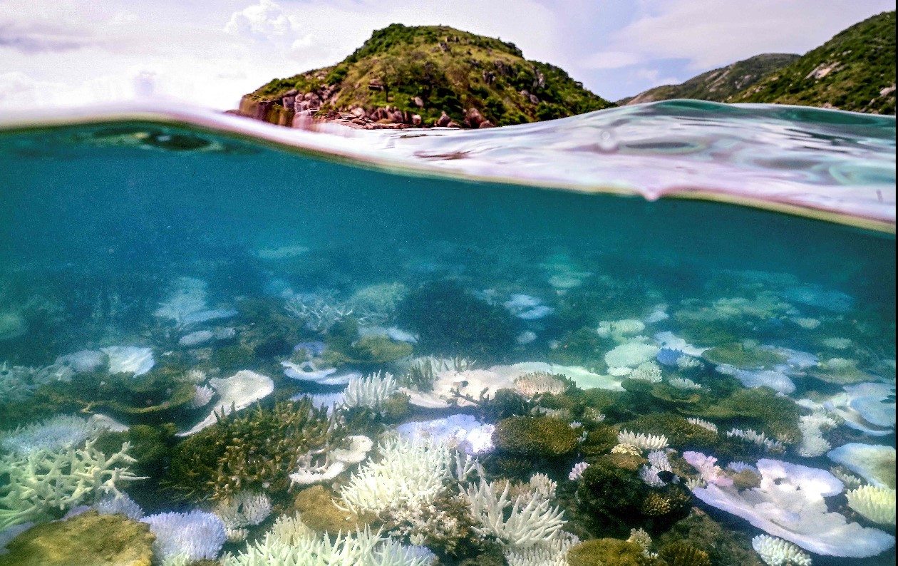 Vista del blanqueamiento de corales en uno de los arrecifes más importantes de Australia. (Foto Prensa Libre: AFP)