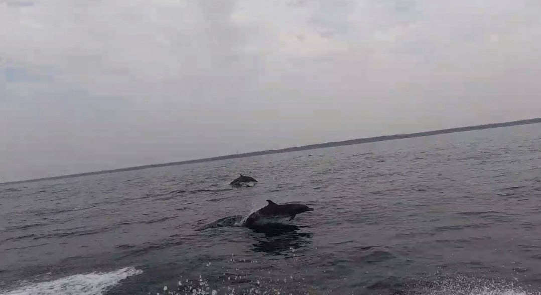 Familia de delfines nada muy cerca de pueblos costeños en Santa Rosa. (Captura de imagen: Óscar González/Wildlife Conservation Society)