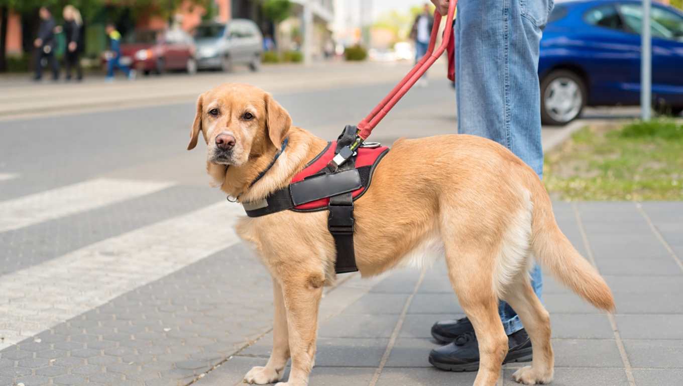 Perros guía: un gran apoyo para los ciegos
