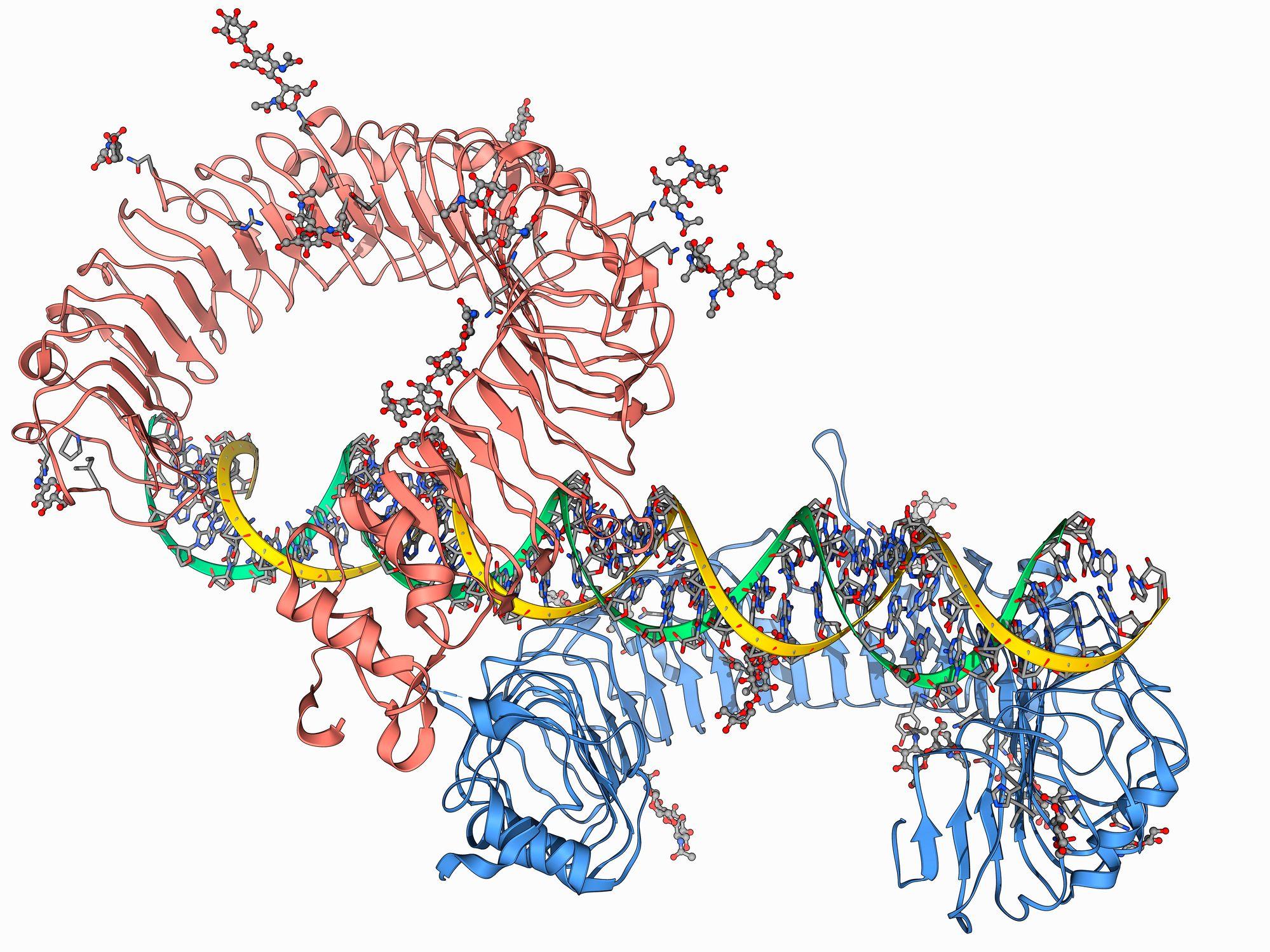 Un gen toll receptor