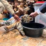 tigre rescatado Villa Nueva