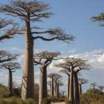 Por sus peculiares formas y gran altura los baobab son uno de los árboles más famosos del mundo.