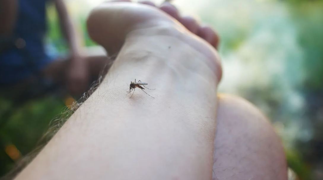 Altas temperaturas son propicias para la proliferación del mosquito Aedes aegypti, que es el transmisor del dengue, expusieron expertos. (Foto, Prensa Libre: Hemeroteca PL).