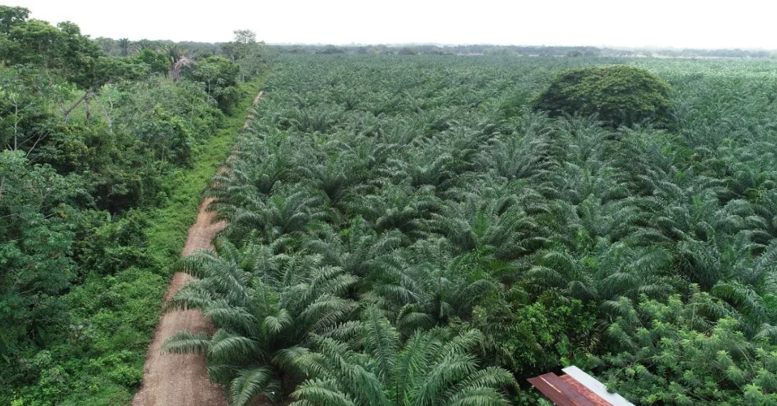 En el 2023 se produjeron 933 mil 926 toneladas métricas (TM) de aceite crudo de palma, una baja del 15% respecto al año anterior, refirió Grepalma. (Foto, Prensa Libre: Hemeroteca PL).