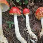Salud emite alerta por temporada de intoxicación por hongos