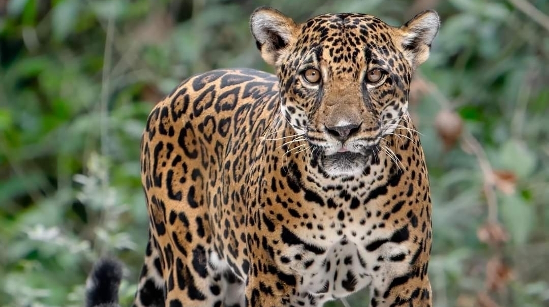 Jaguar Petén