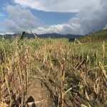 Áreas productoras en espera que se instale el invierno para efectuar la siembra. Por varios meses sequía ha afectado la producción. (Foto, Prensa Libre: Hemeroteca PL).