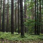A beautiful scenery of the tall trees in the forest