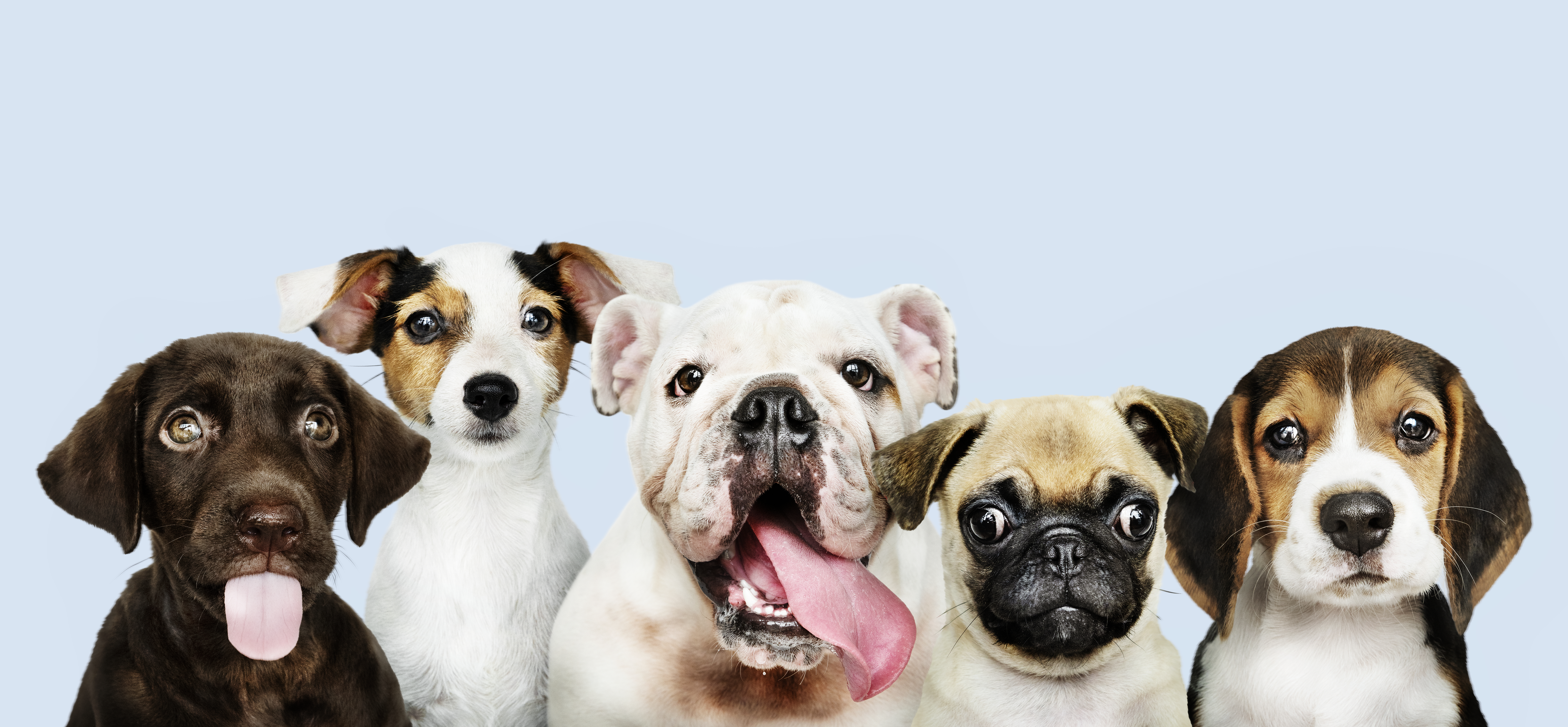 Por qué estas razas de perros se consideran peligrosas y qué medidas tomar para evitar accidentes