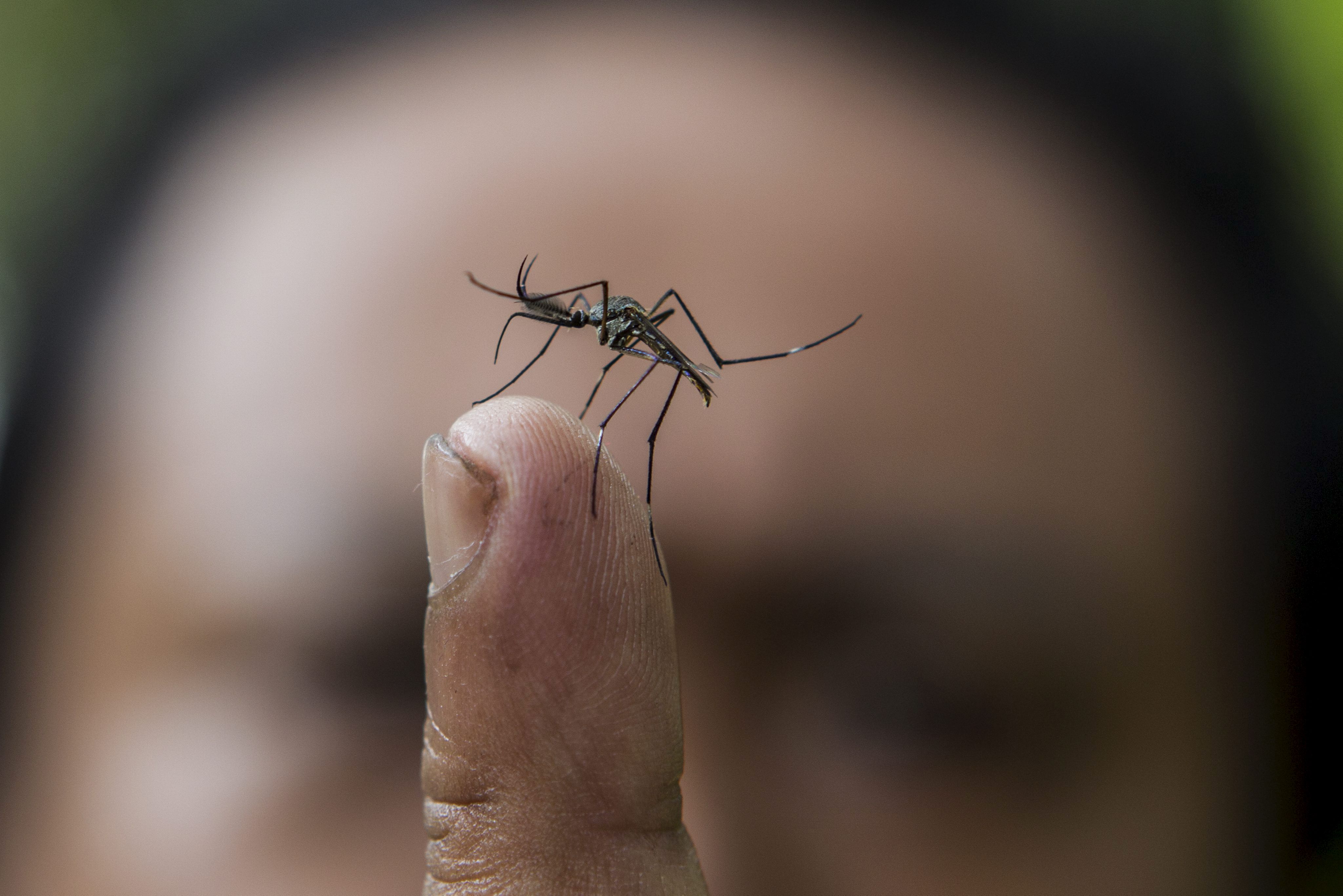YUS03 PUCHONG (MALASIA) 30/07/2012.- Plano detalle de un mosquito del género Toxorhynchites (Toxo), un mosquito carnívoro que comerá larvas del mosquito causante del dengue, en Puchong, cerca de Kuala Lumpur (Malasia) hoy, lunes 30 de julio de 2012. La larva de las especies de mosquito toxo fue escogida debido a su dieta basada en larvas de mosquitos de otras especies y además este mosquito vive en el mismo hábitat. Según la Organización Mundial de la Salud, se producen entre 50 y 100 millones de casos de dengue cada año. EFE/Ahmad Yusni