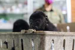 COBERTURA INCENDIOS FORESTALES, PETN. Se realiz una visita al departamento de Petn para documentar la situacin actual de la ltima temporada de incendios forestales 23/24 y su impacto en el lugar. En la imagen, visita a la ONG Arcas, para documentar vida silvestre en rehabilitacin.

Juan Diego Gonzlez.  190624