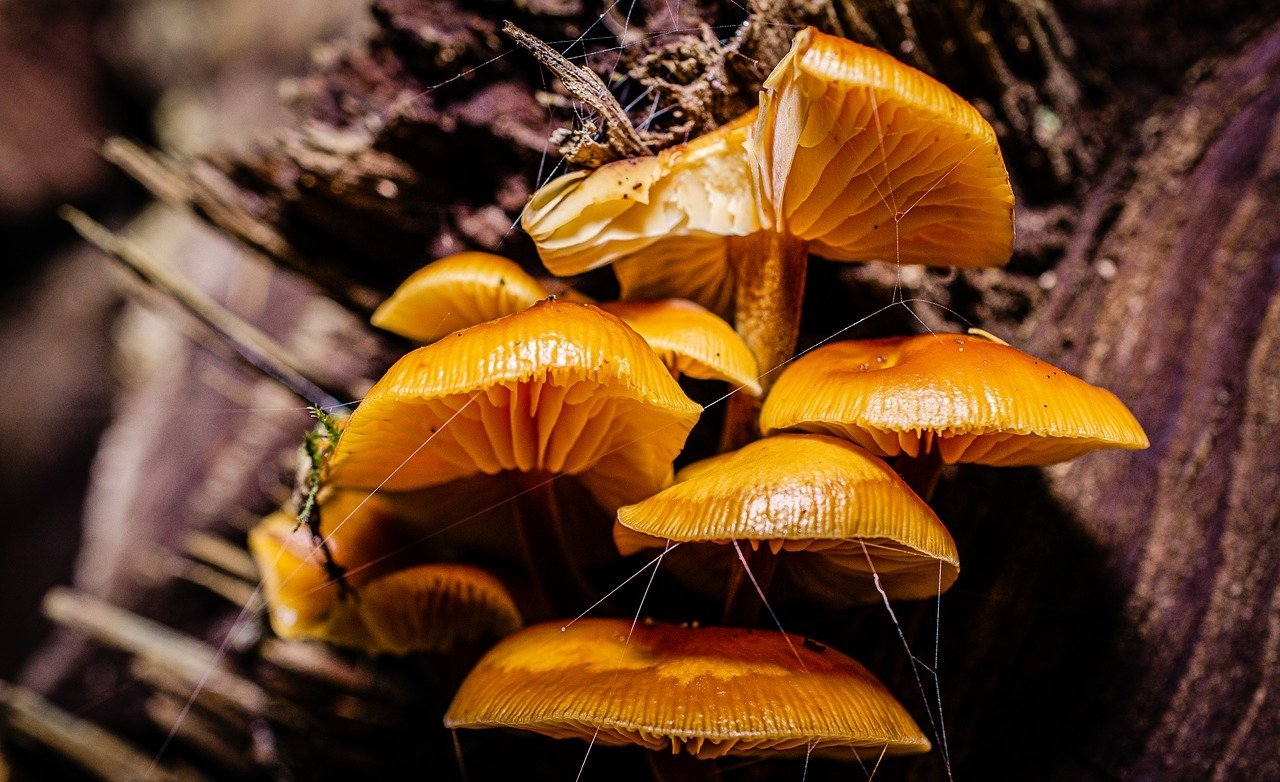 Alerta en Guatemala por consumo de hongos silvestres