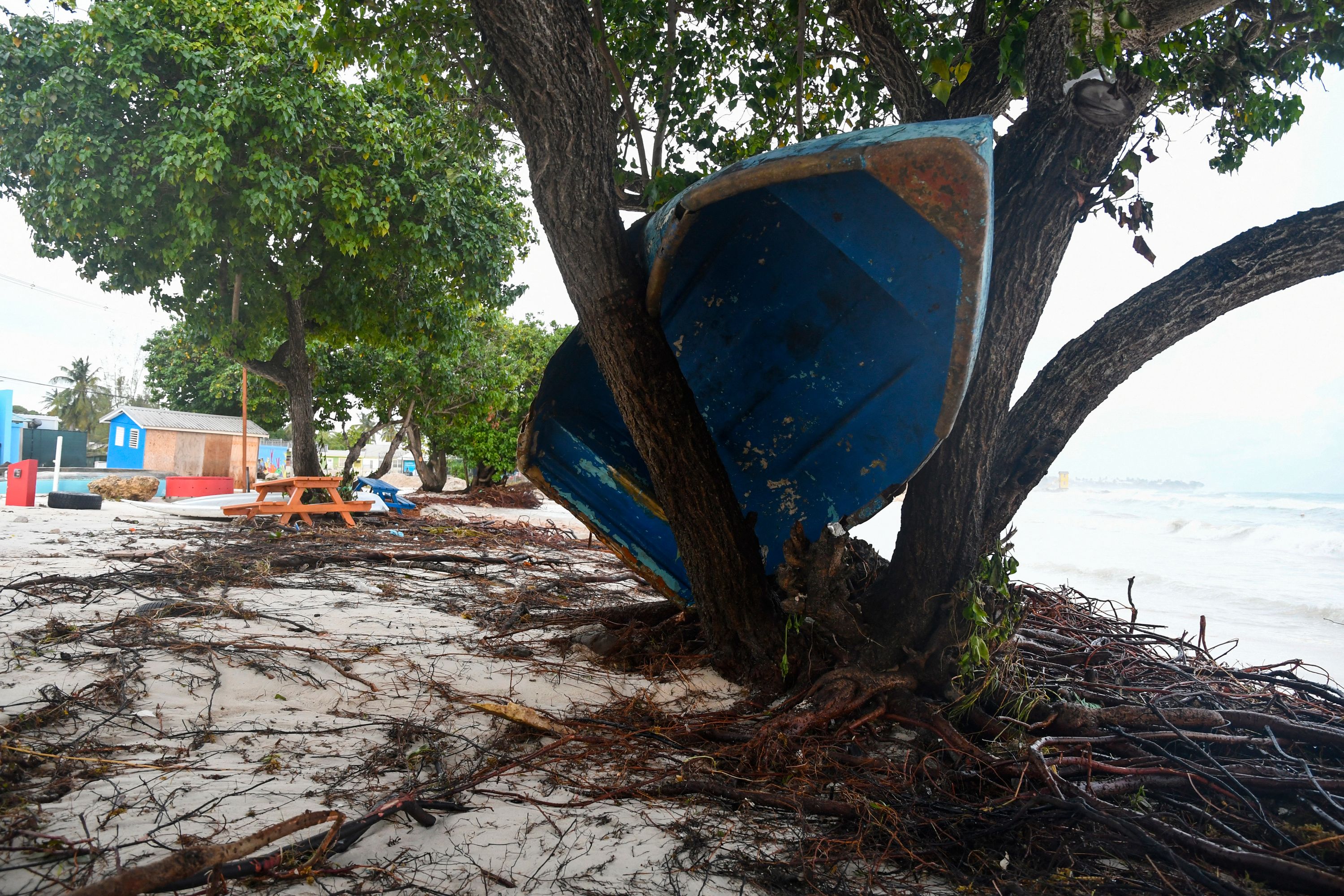 Un barco terminó en un árbol tras el paso del huracán Beryl en los jardines de Oistins, Christ Church, Barbados. (Foto Prensa Libre: Randy Brooks/AFP).