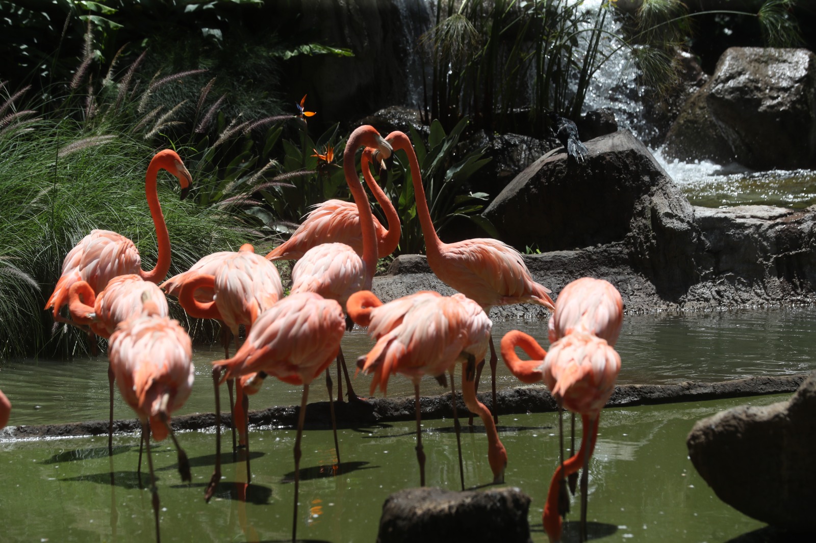 Exposición de flamencos: un nuevo atractivo en las celebraciones del centenario del Zoológico La Aurora