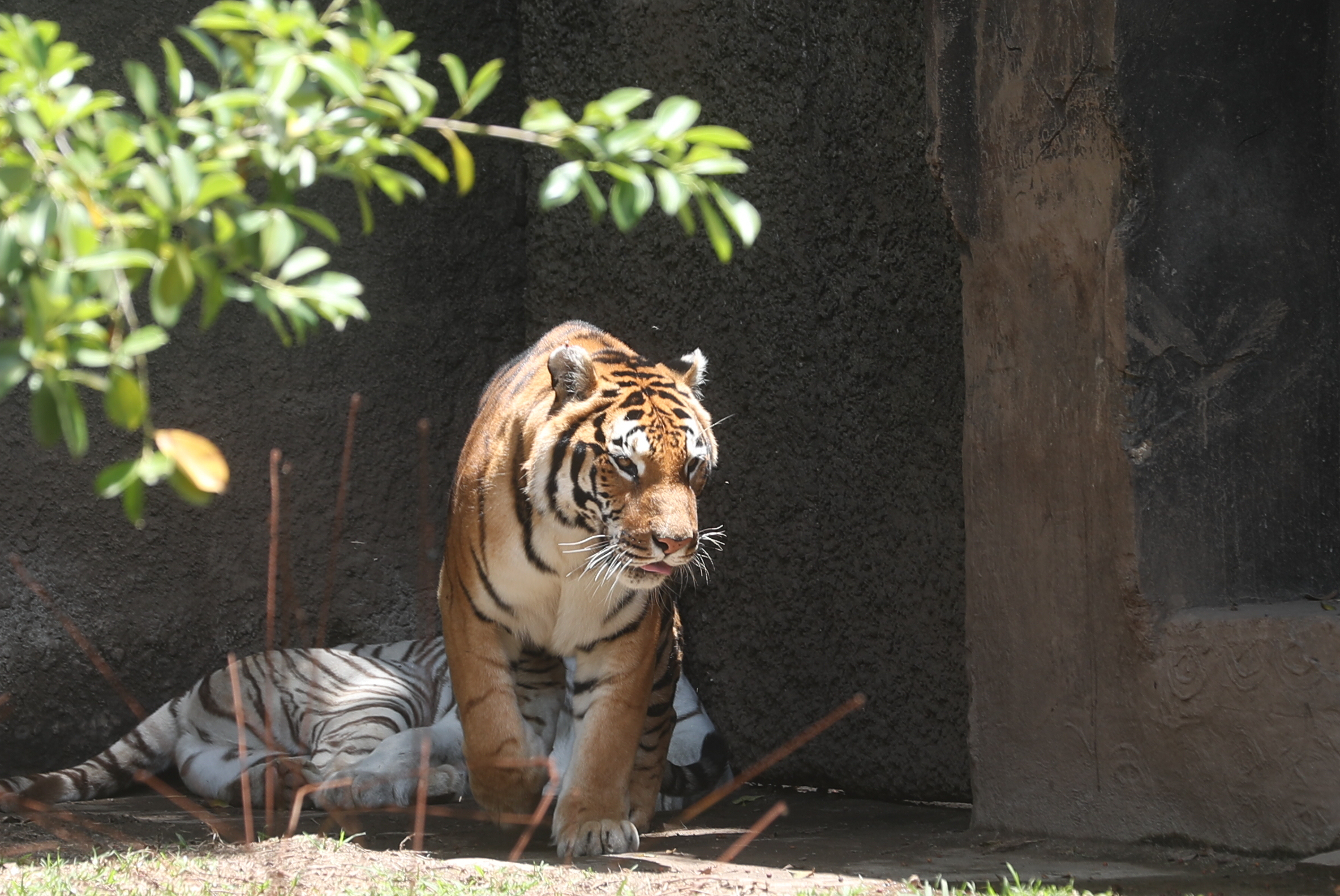 Uno de los tigres que posee el Zoológico La Aurora, éstos animales pueden llegar a vivir de 18 a 25 años en cautiverio. Los tigres pueden llegar a pesar 350 libras y medir hasta tres metros incluyendo la cola. (Foto Prensa Libre: Érick Avila)