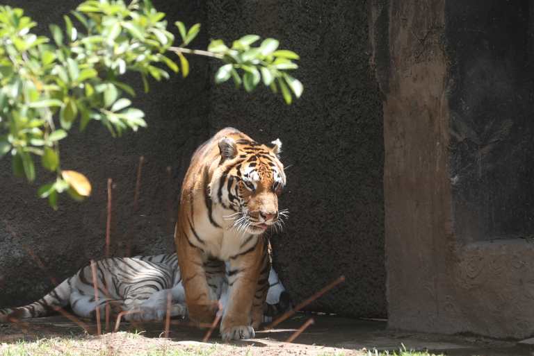 Zoológico La Aurora abre sus puertas de noche: así será la primera “Noche de campamento en el zoo” del 2